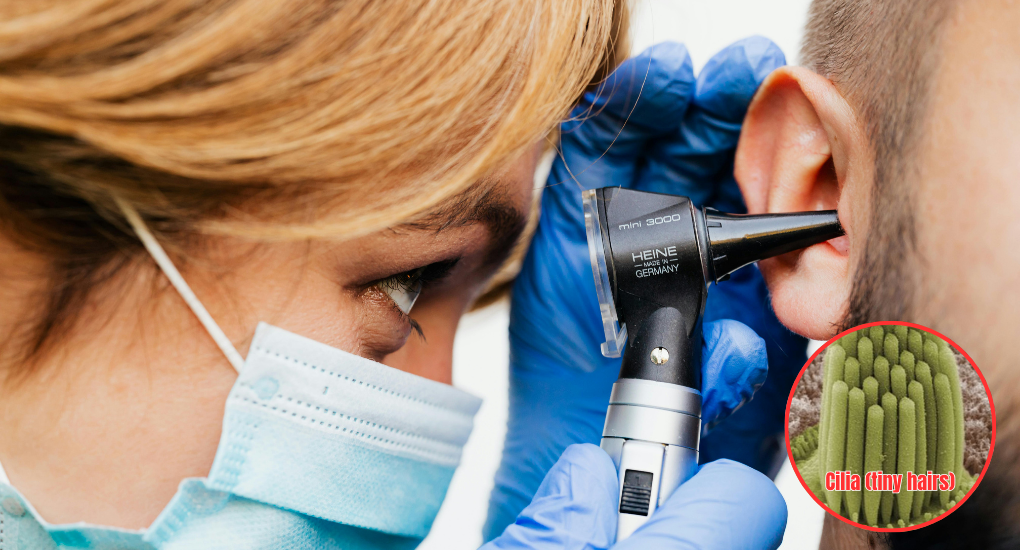 A Doctor looking into a patient's ear using a microscope. Image of Cilia (tiny hairs) inside ears in a circle